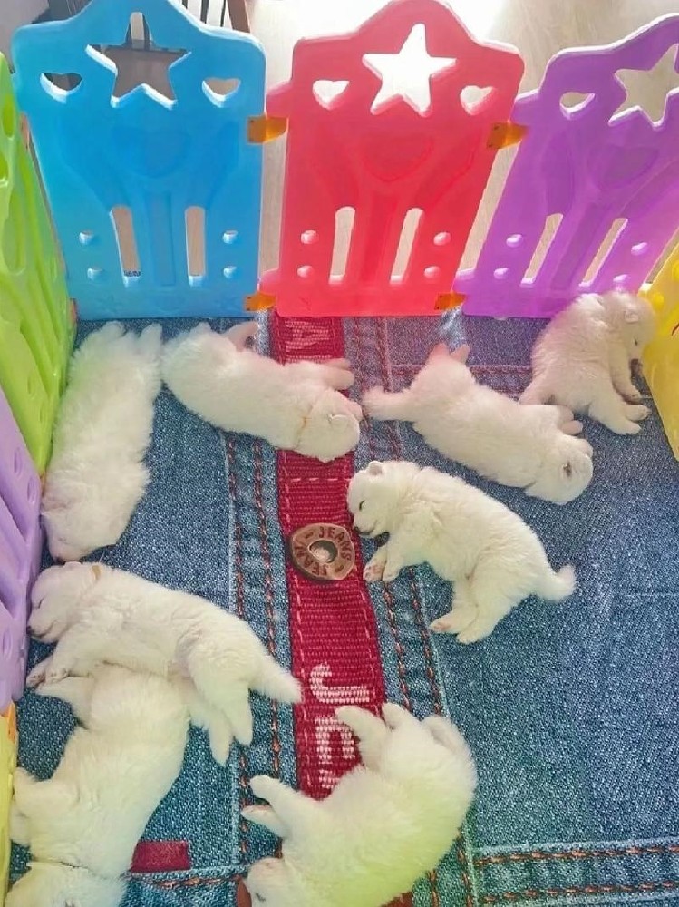 清远养狗驱虫与疫苗完整时间表，告别皮肤病与寄生虫