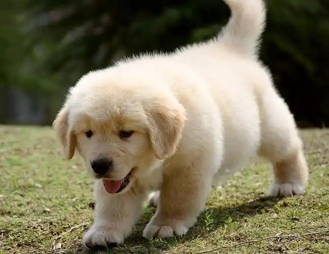 清远大雄犬舍｜2月龄纯种金毛幼犬出售详情（公母可选）