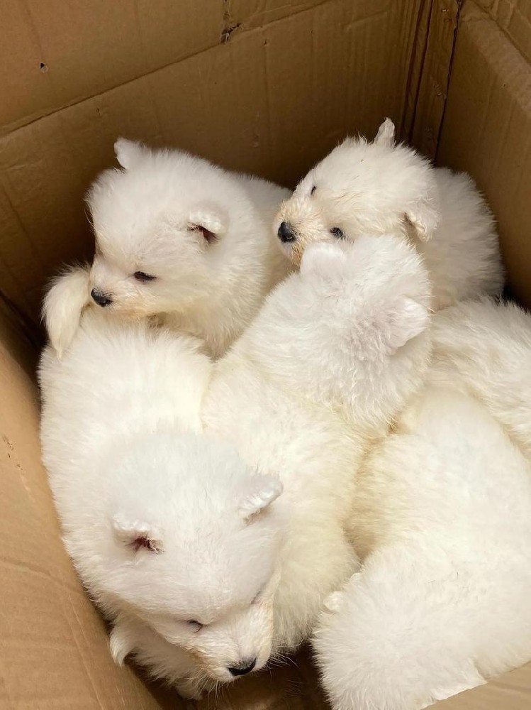 清远大雄犬舍｜2月龄纯种萨摩耶幼犬出售详情（公母可选）