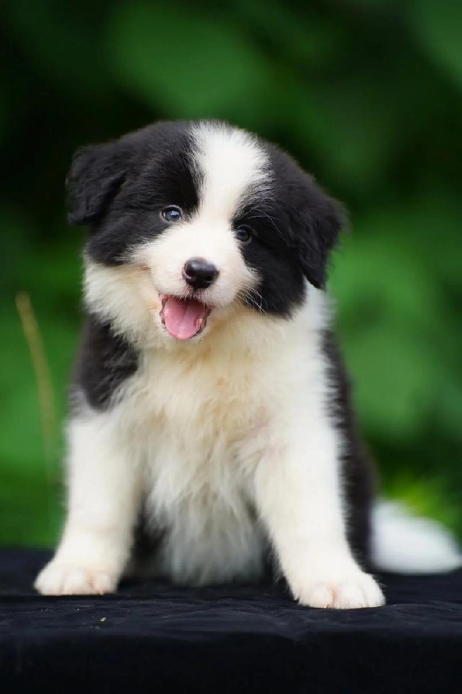 清远大雄犬舍｜2月龄纯种边境牧羊犬幼犬出售详情（公母可选）