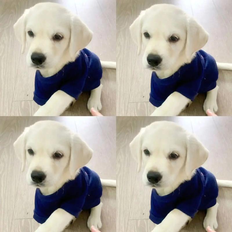 清远大雄犬舍｜2月龄纯种拉布拉多幼犬出售详情（公母可选）